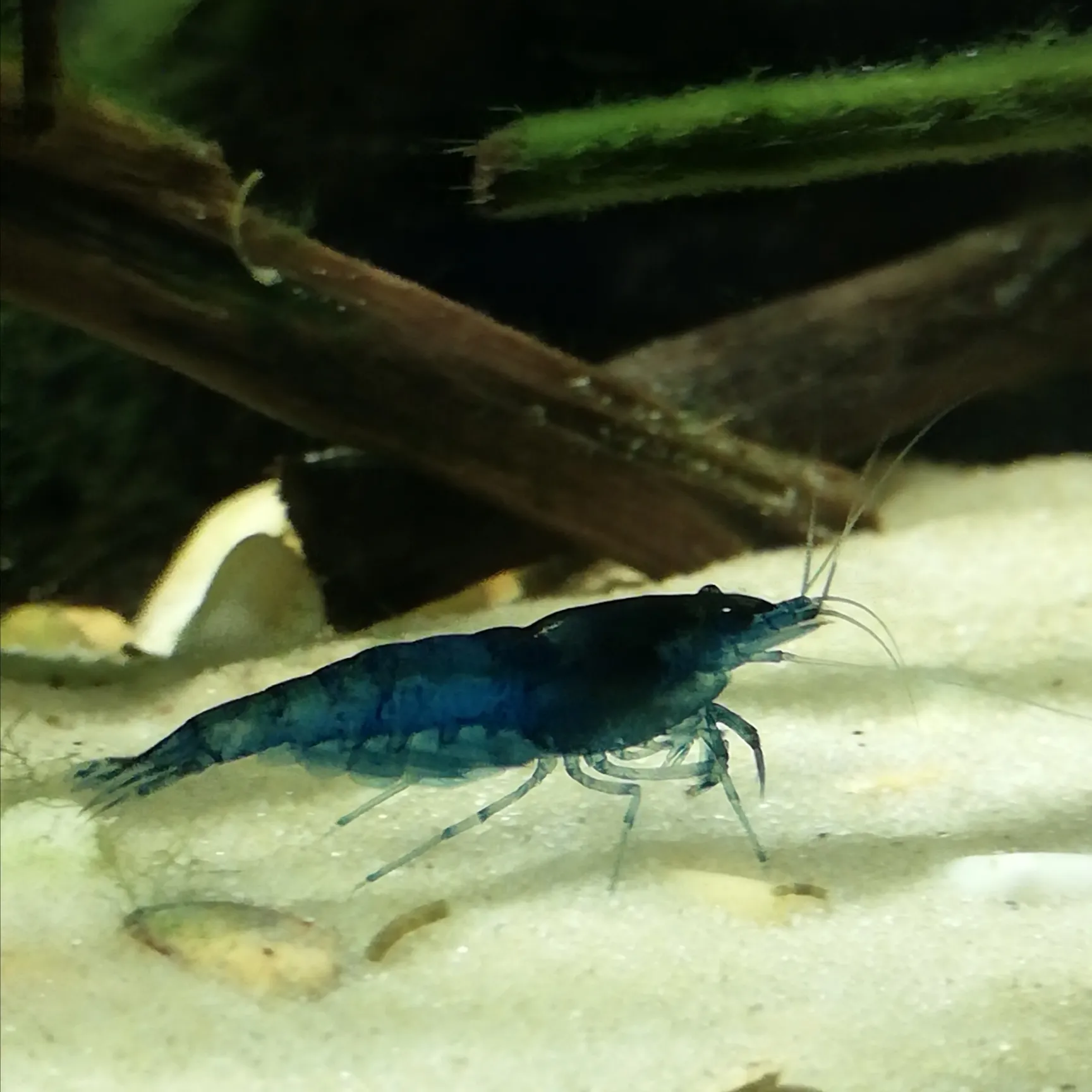 A Blue Dream Neocaridina shrimp walking on sand in an aquarium