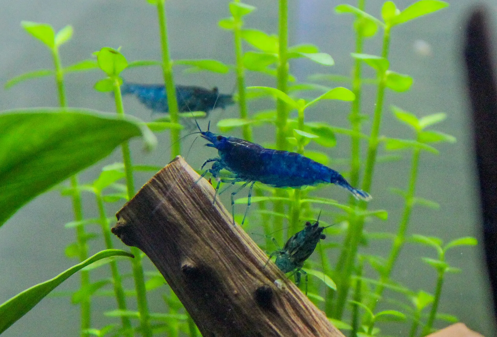 A group of blue Neocaridina shrimp on driftwood between stem plants