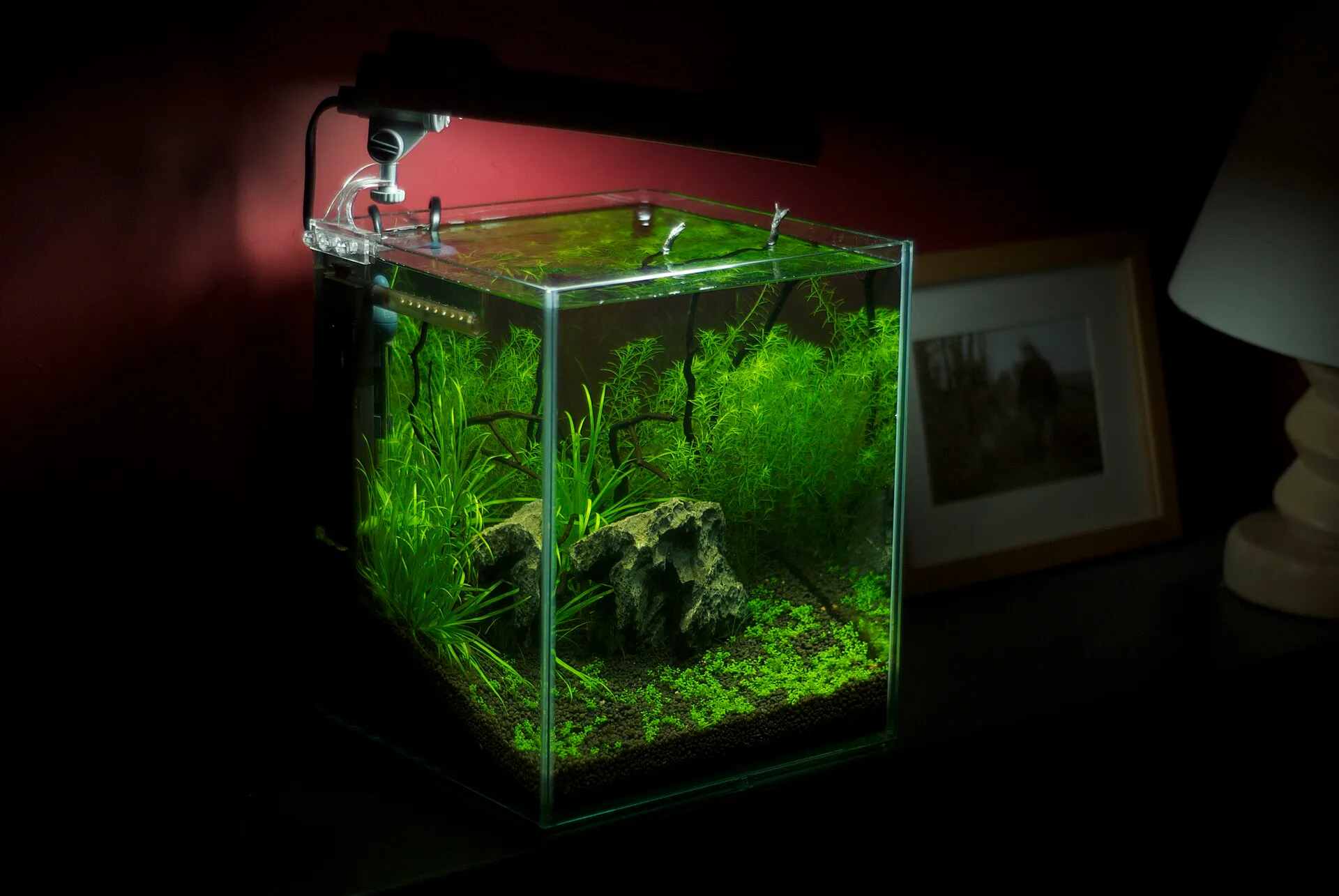 A planted 5 gallon nano aquarium set up for shrimp