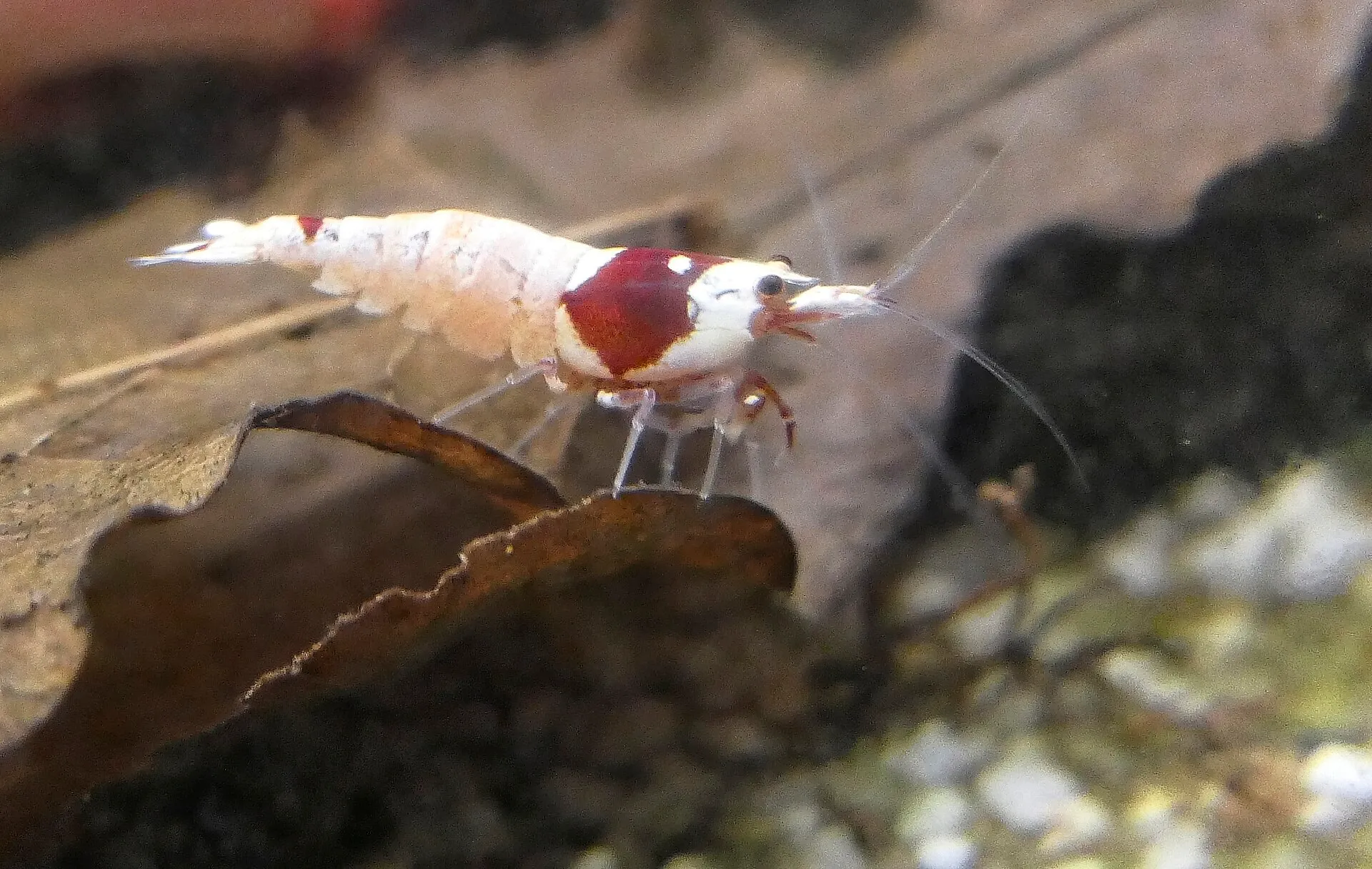 A freshwater shrimp resting on a leaf in an aquarium